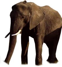 www.elephanttube.com|Similar Porn Sites to ElephantTube (ElephantTube.com)